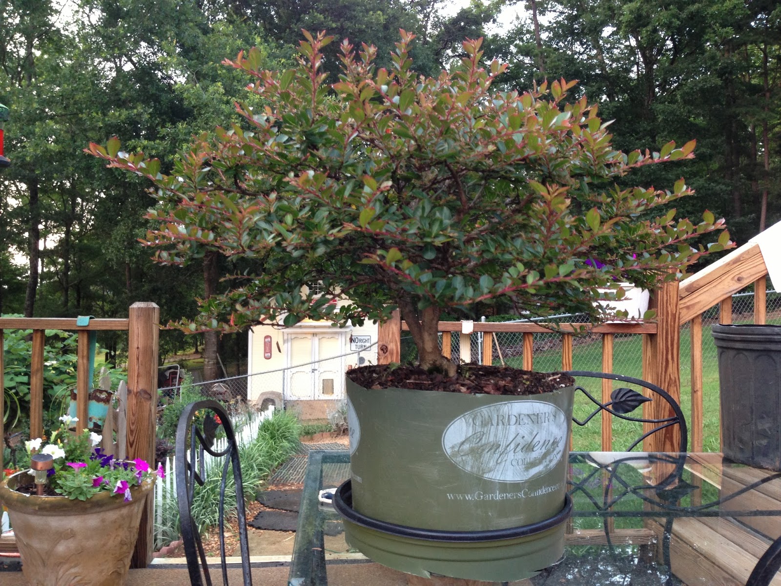 Dwarf Crepe Myrtle project..... Picture+070