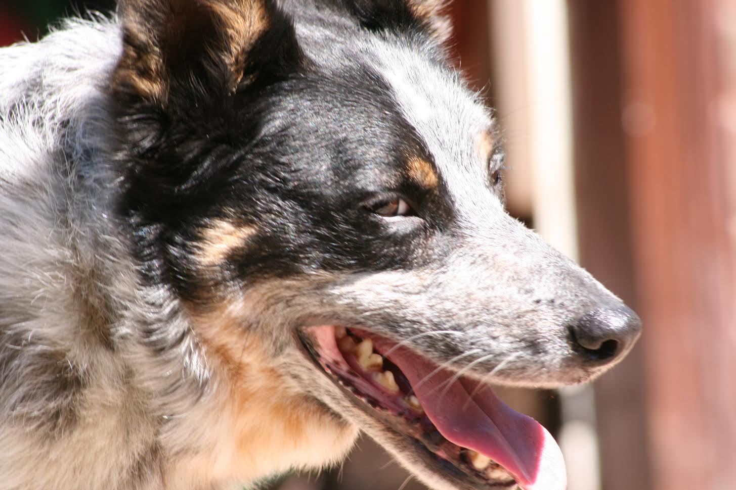 How Can You Tell If Your Dog Is Overheated How Can You Tell If Your Dog Is Overheated