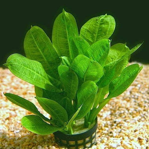 Live Aquarium Plants Amazon Sword Echinodorus Parviflorus Tropica