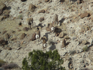Bob+Rice+AZ+Unit+15D+Desert+Sheep+Hunt+with+Colburn+and+Scott+Outfitters+and+Guide+Russ+Jacoby+19.JPG