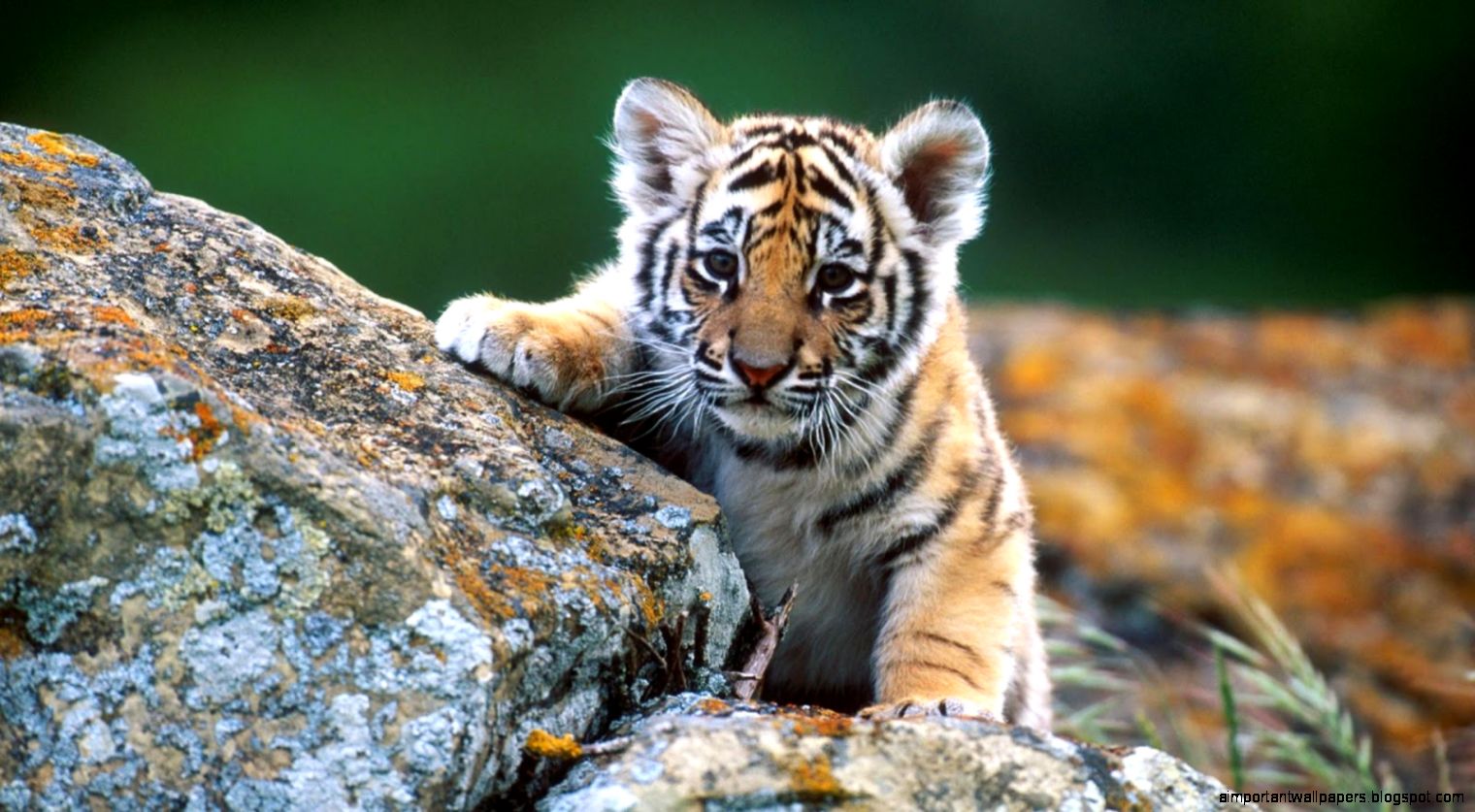Baby Animal HD Wallpapers New WallpapersNew Wallpapers Baby Animal HD Wallpapers New WallpapersNew Wallpapers