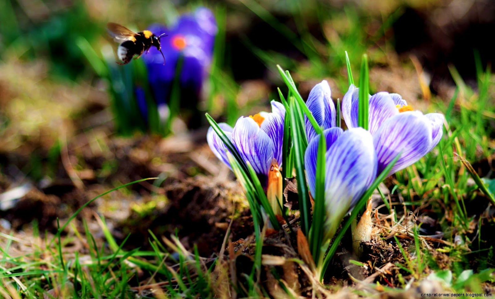 Spring Flowers and Animals Spring Flowers and Animals