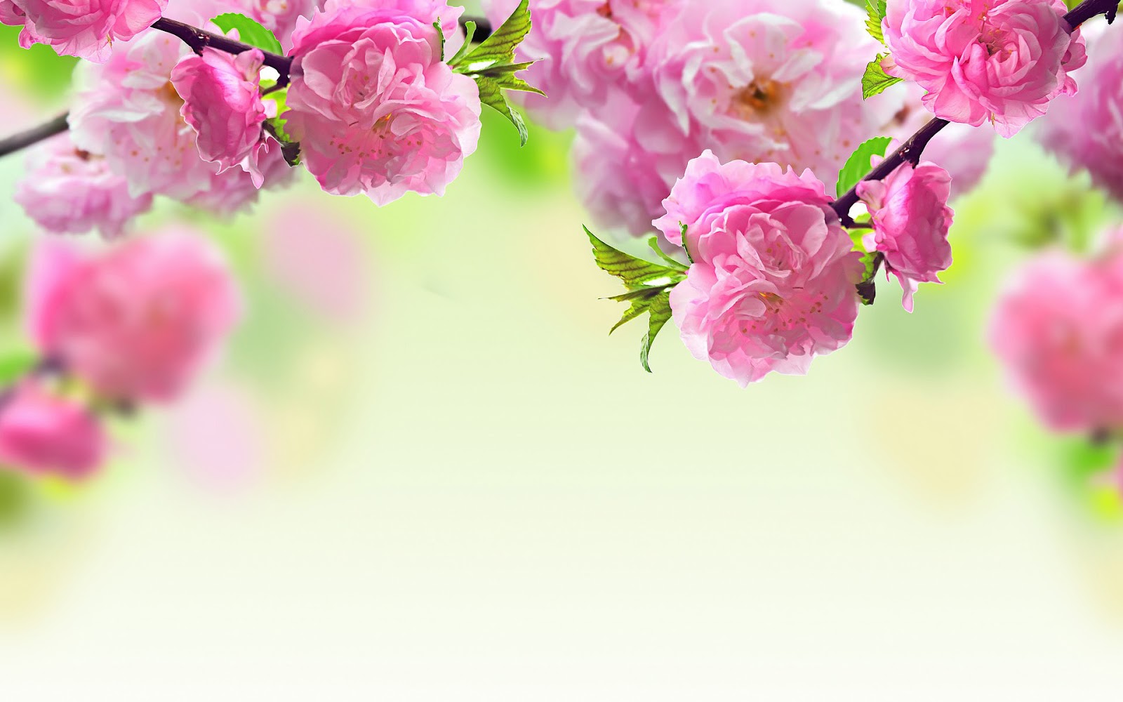 http://3.bp.blogspot.com/-F7cig1iC5I4/USFCaBoi7dI/AAAAAAAANK0/-_r4CpQuAYY/s1600/roze-bloemen-in-de-lente-hd-lente-wallpaper.jpg