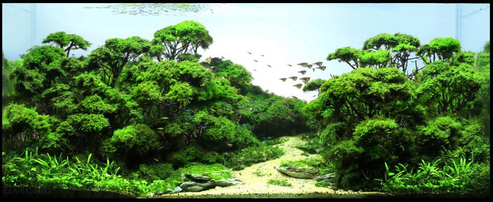 Aquatic Landscaping Aquatic Landscaping