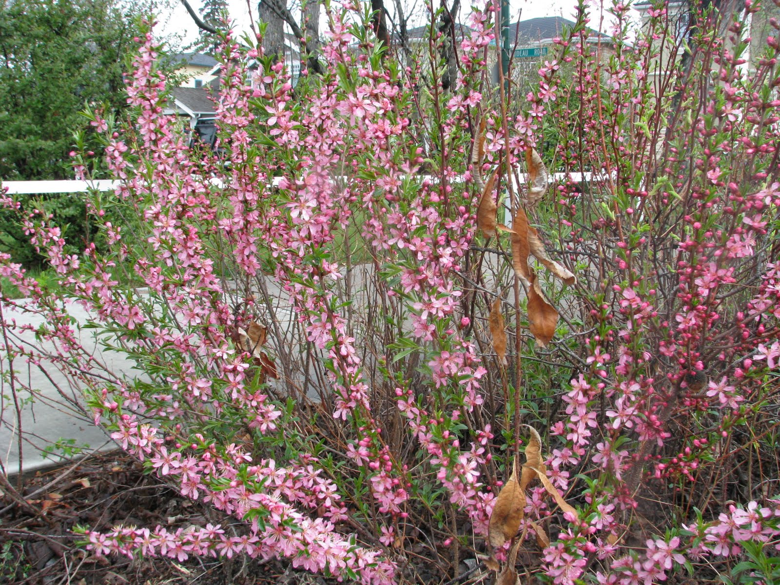 Blogs & Blooms Very Tiny Almonds Grow in Calgary