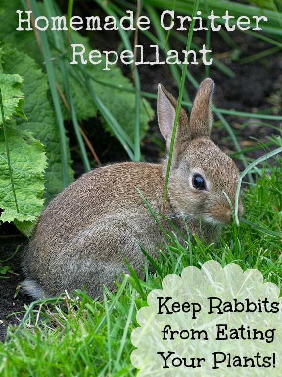 Pinspired Home Homemade Critter Repellant Keep Rabbits from Eating