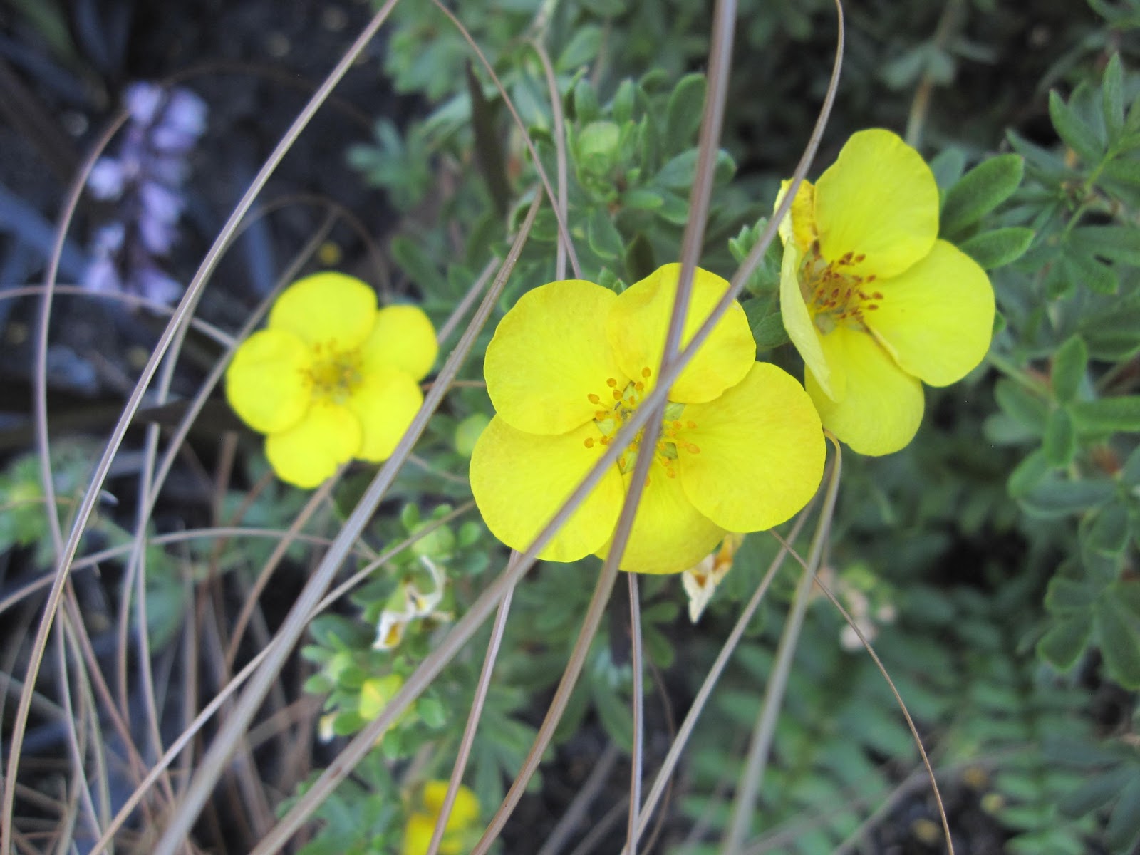 Notre Jardin Secret Anemones Du Japon Abelia Kaleidoscope Et