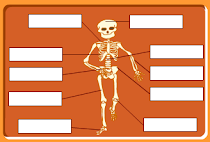 Skeleton and bones