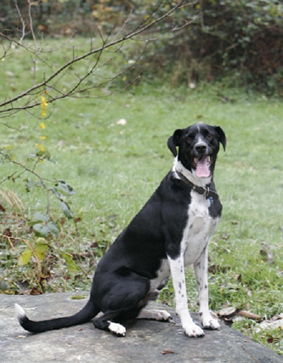 German Shorthaired Pointer Pictures German Shorthaired Pointer Pictures