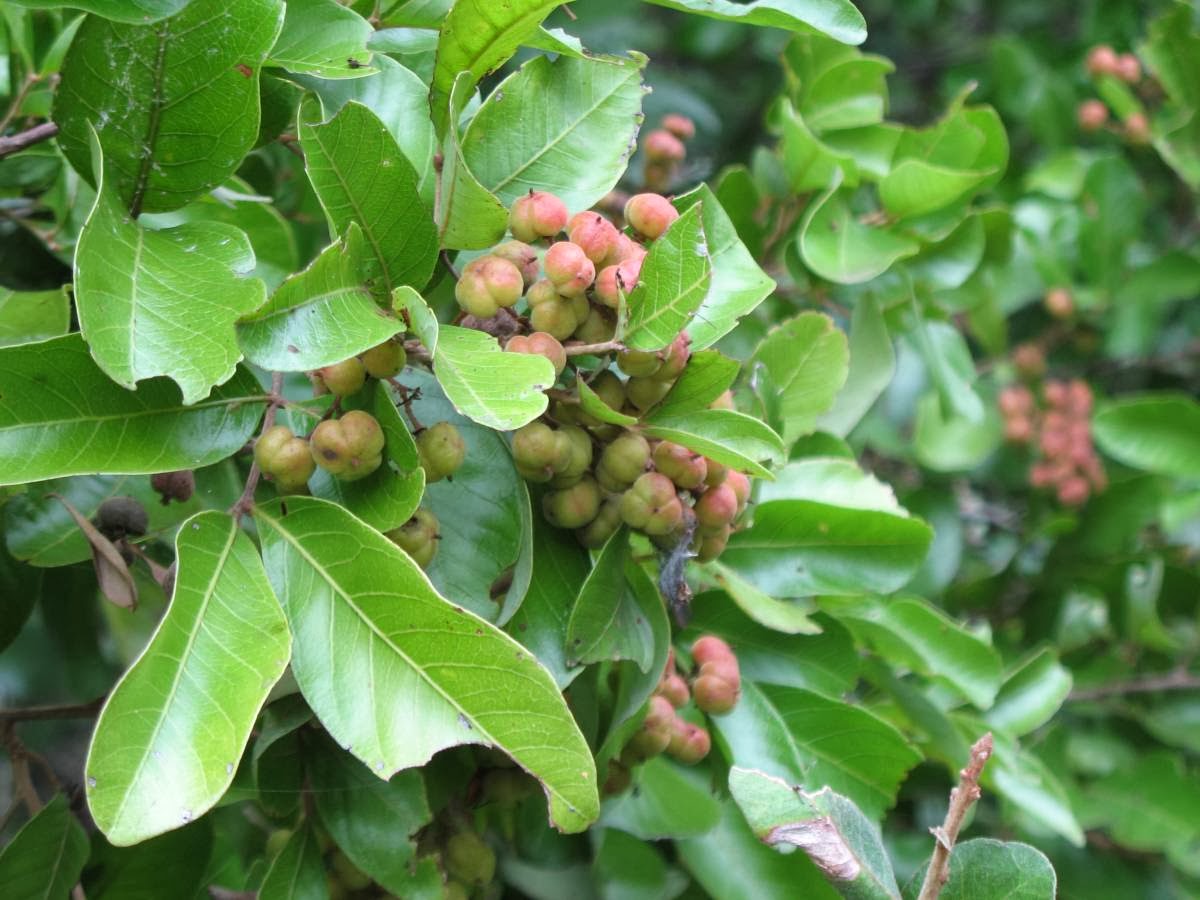 Liliana Usvat Reforestation and Medicinal use of the Trees Cheese