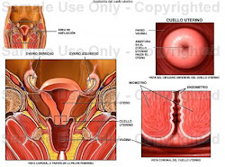 Cuello uterino en condiciones normales
