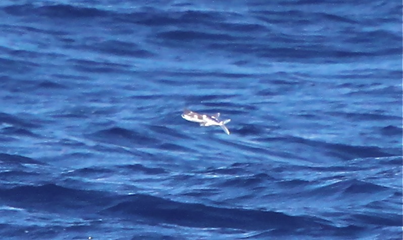 Jennifer Spry's Birding Blog: April 2012