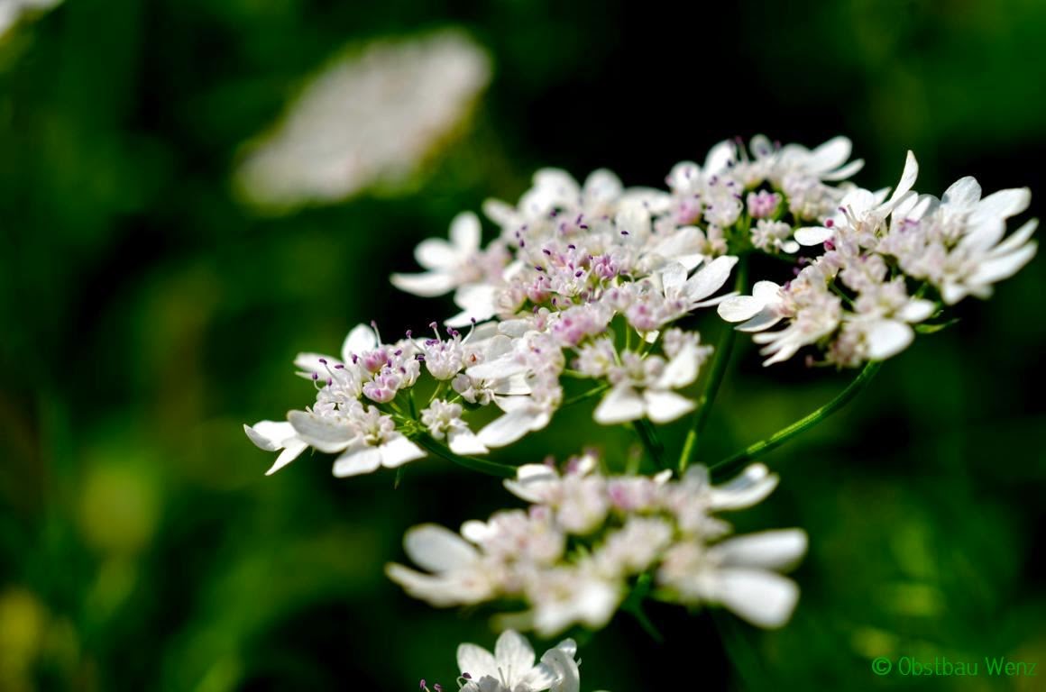 Blüte, Blume Blüte, Blume