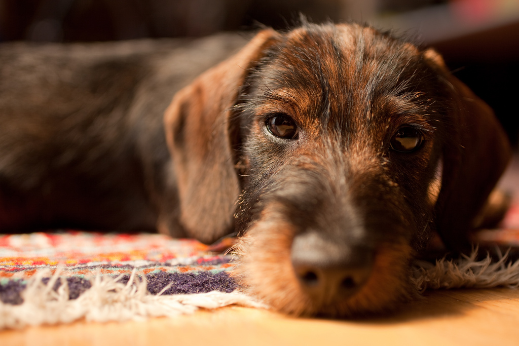 Pedigree Dogs Exposed The Blog Dachshund Breed Council sing it loud, sing it proud