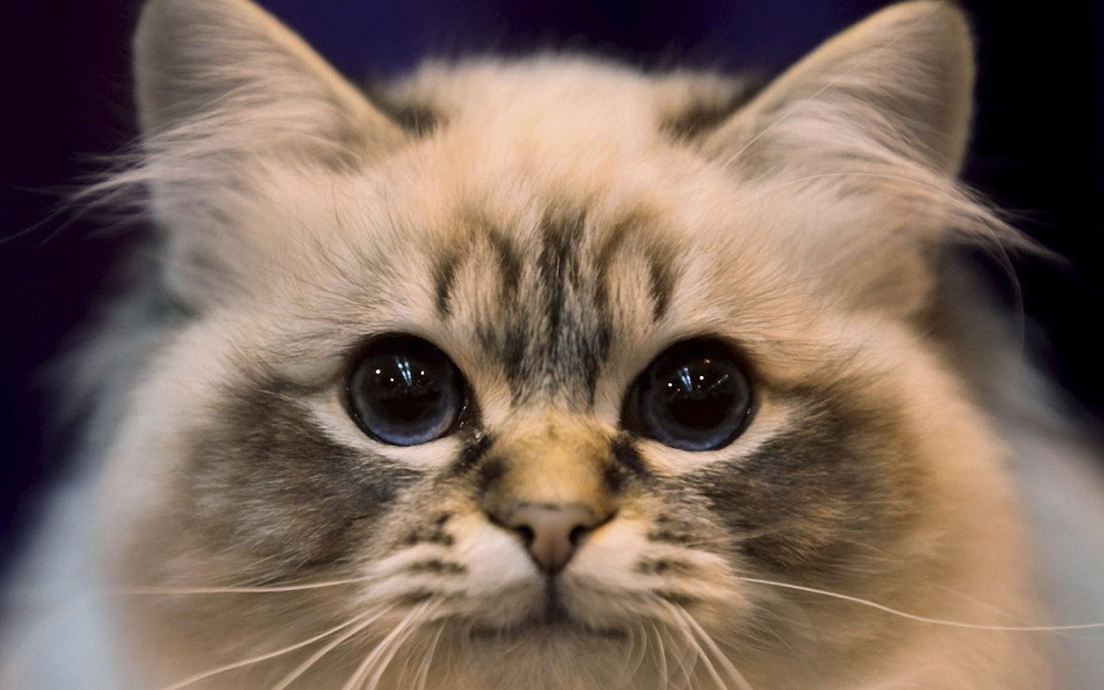 44+ Kawaii Cute Cat Gif Wallpaper Gif