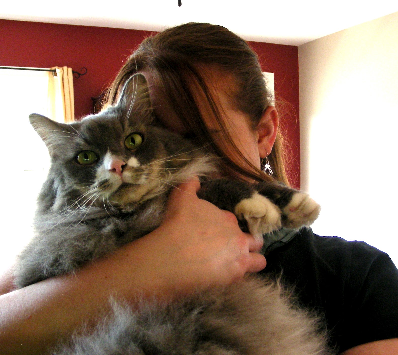 Hug Your Cat