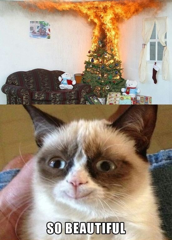 Grumpy Cat Meme | Funny Collection World