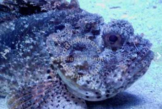 Stonefish Hewan Dengan Racun Paling Mematikan