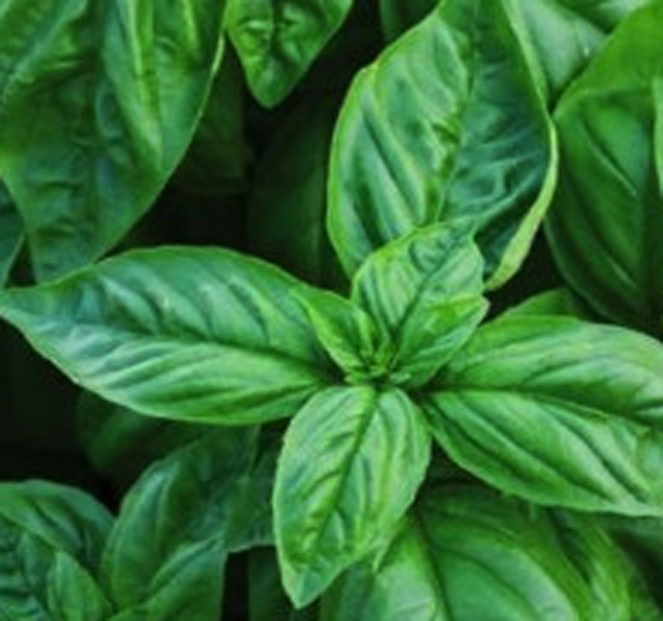 Basil, Genovese Seeds for sale Home Farm Herbery