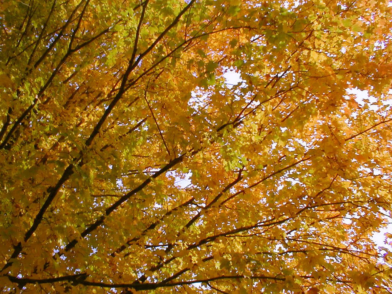 wallpapernarium: Linda rama de un gran árbol de otoño