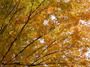 Etiquetas: arboles de otoño, . linda rama de un gran arbol de otoã±o