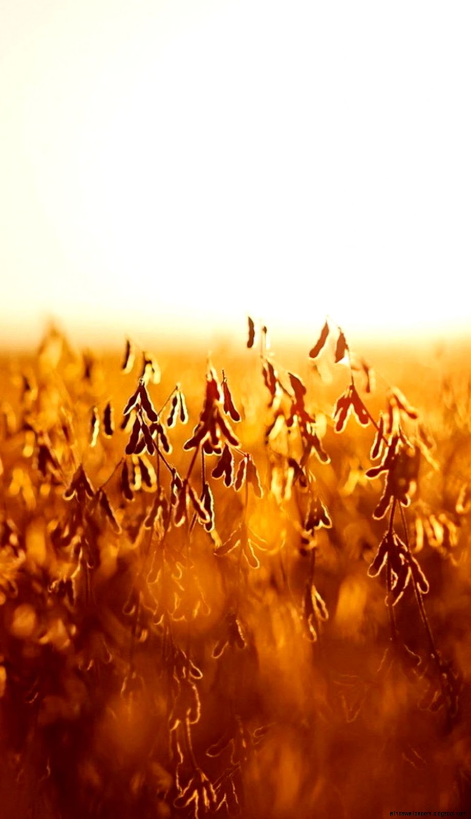 Fall Harvest Autumn Wallpaper Fall Harvest Autumn Wallpaper