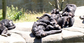 Chimpanzee sleep time