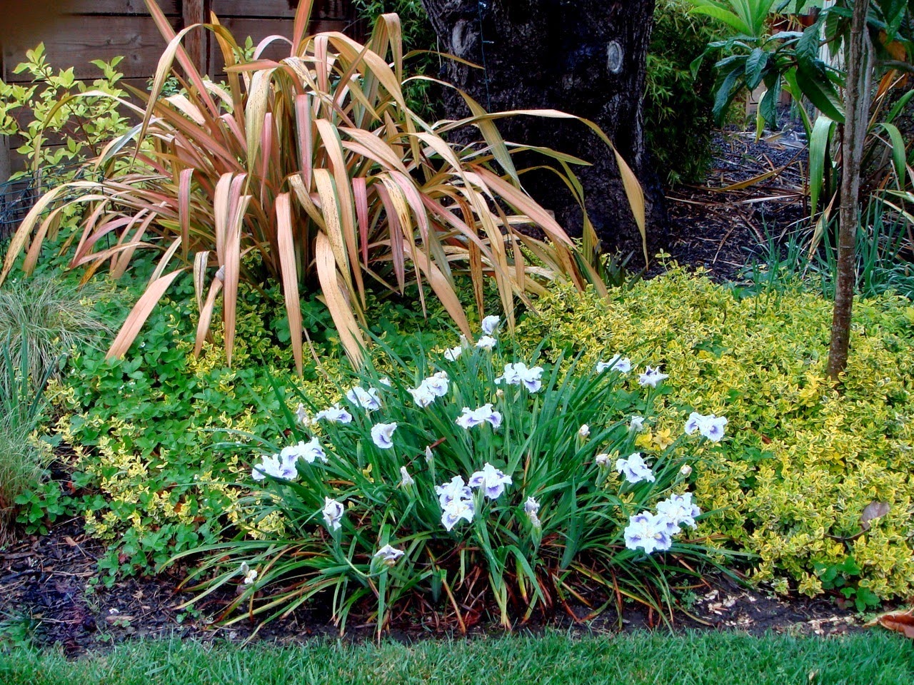 World of Irises Beautiful Gardens with Irises in Every Climate