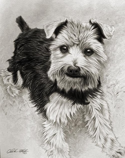 14-Charles-Black-Hyper-Realistic-Pencil-Drawings-of-Dogs-www-designstack-co