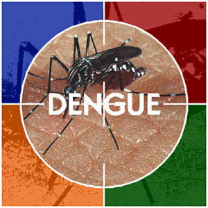 Dengue Fever [wikipedia]