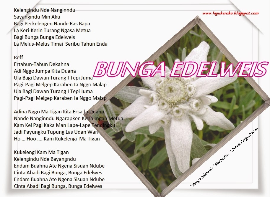 Teks Lagu Bunga Edelweis Info Lif Co Id