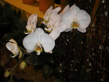 orchid 020