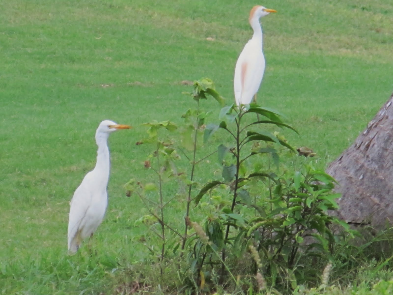BirdsEyeViews St. Kitts Birds