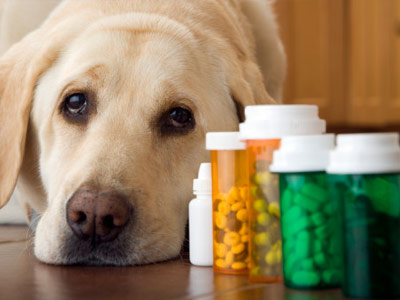 Purchase Dog Medicine Online