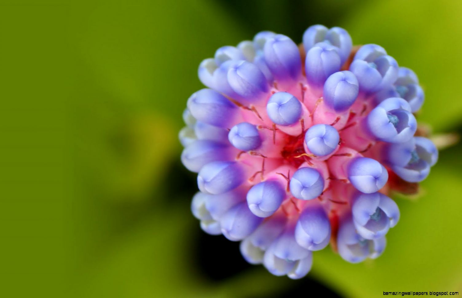 37 Best HD Tropical Flowers Wallpapers feelgrPH 37 Best HD Tropical Flowers Wallpapers feelgrPH