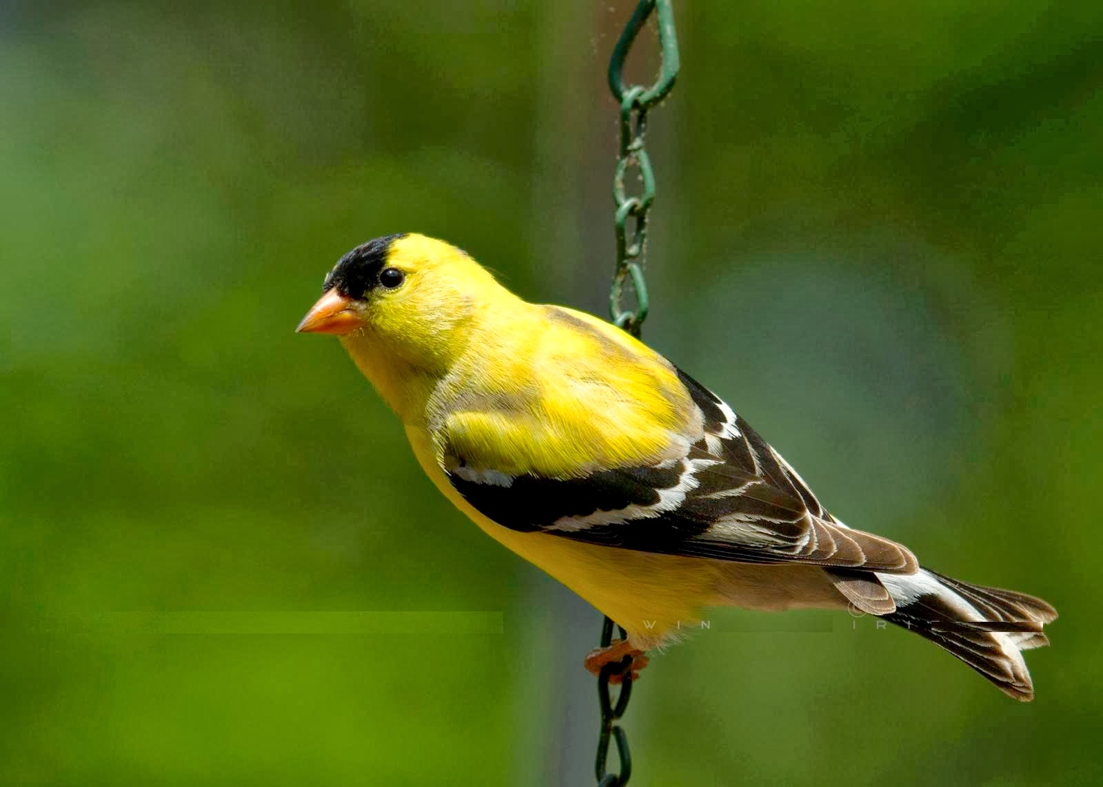 american goldfinch angelic hugs american goldfinch angelic hugs