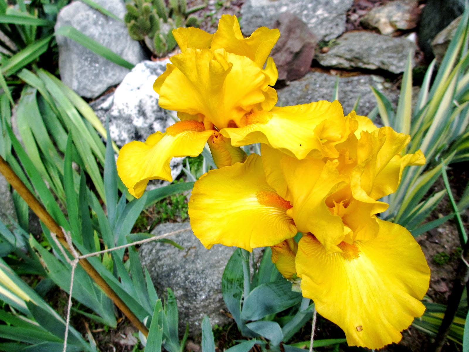 Reluctant Rebel Pride Month A Rainbow Garden