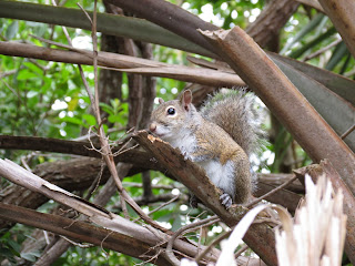 Squirrel Who think its an owl