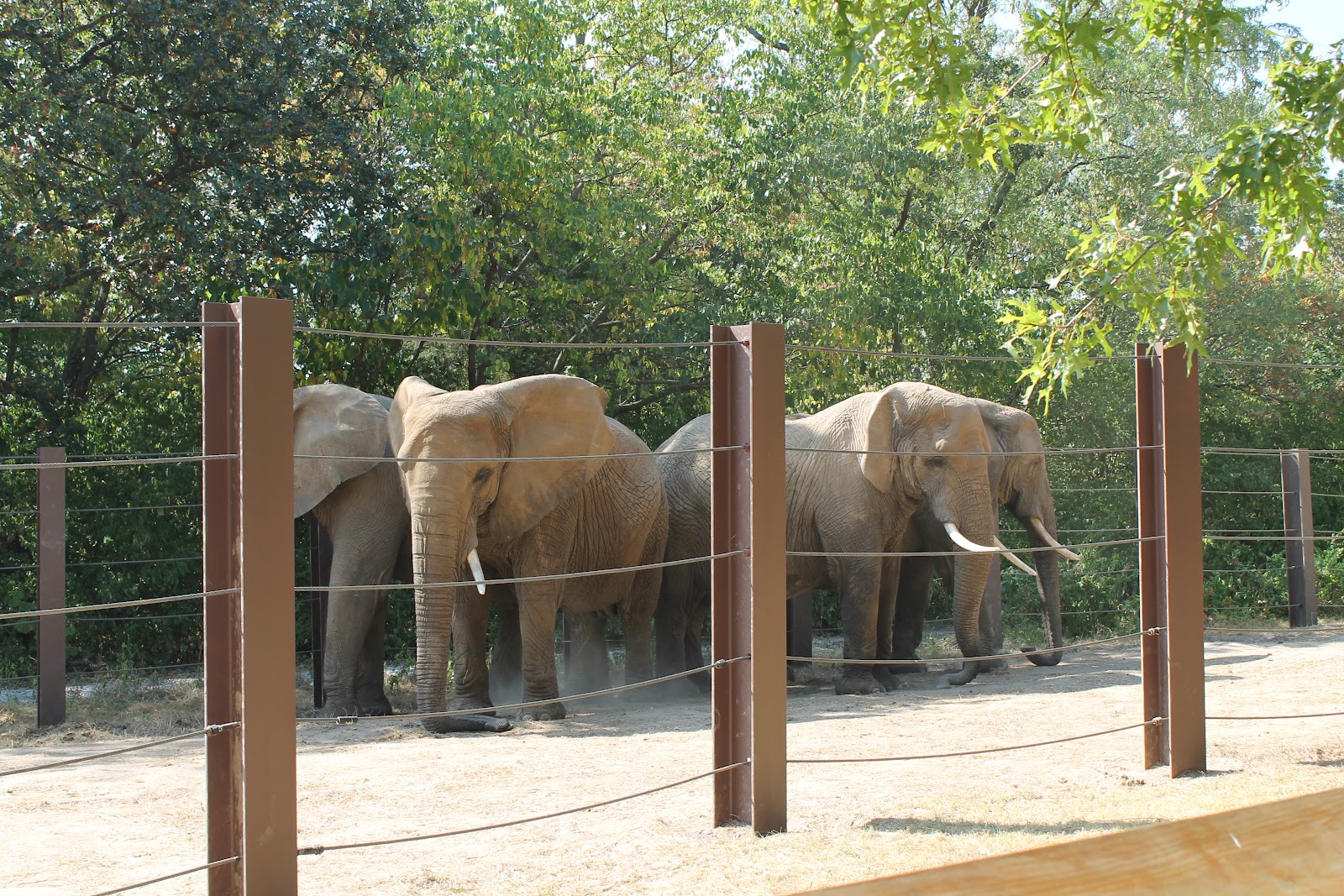 The Missouri Mom: Kansas City Zoo, Kansas City, MO