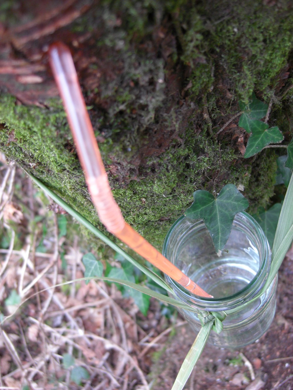 Gardening Matters Tapping Sap from Birch Trees