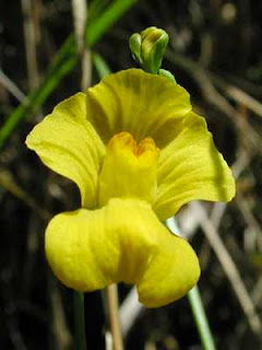 [Image: Utricularia.jpg]