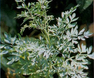 Inggu (Ruta angustifolia [L.] Pers.)