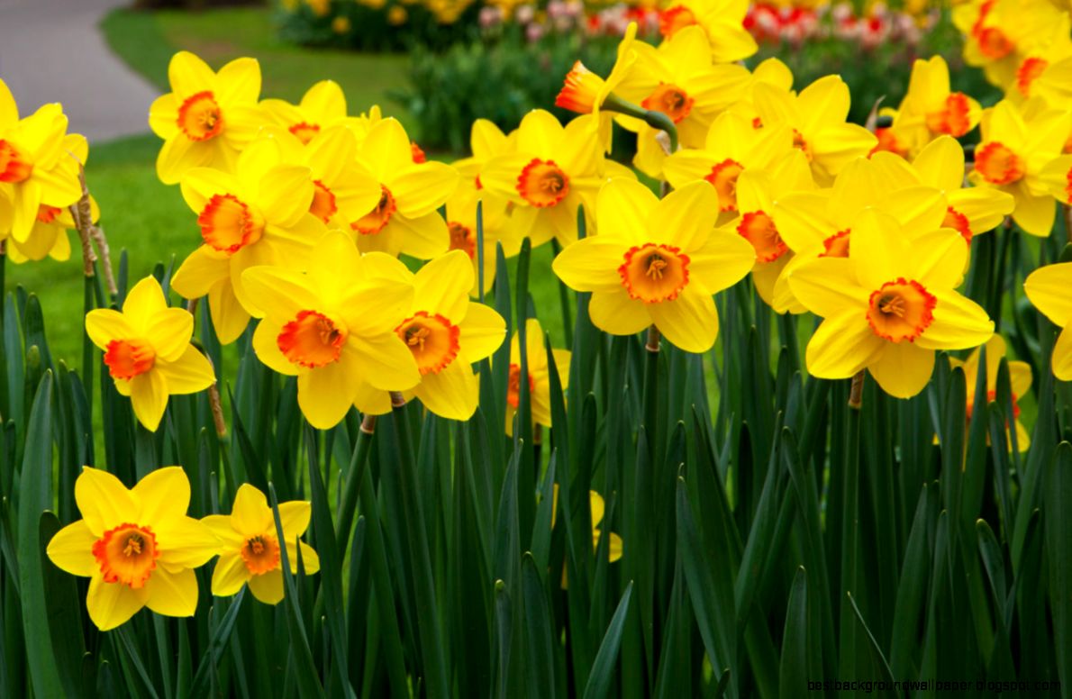 Daffodil Flowers Free Stock Photo Public Domain Pictures Daffodil Flowers Free Stock Photo Public Domain Pictures
