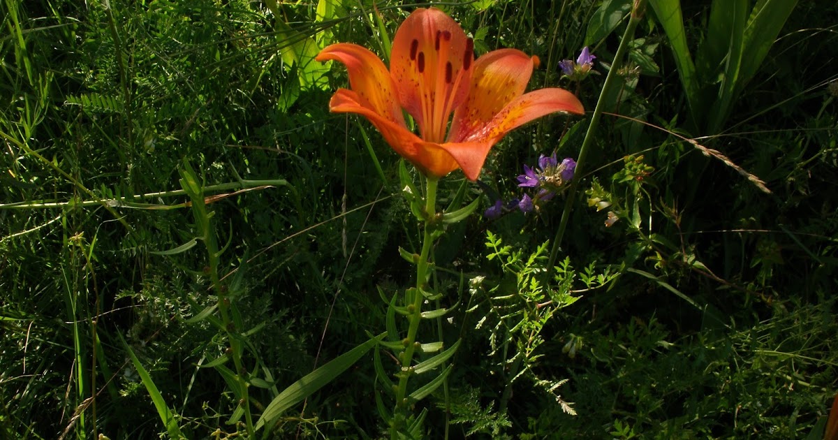 fiore fiore  Giglio rosso