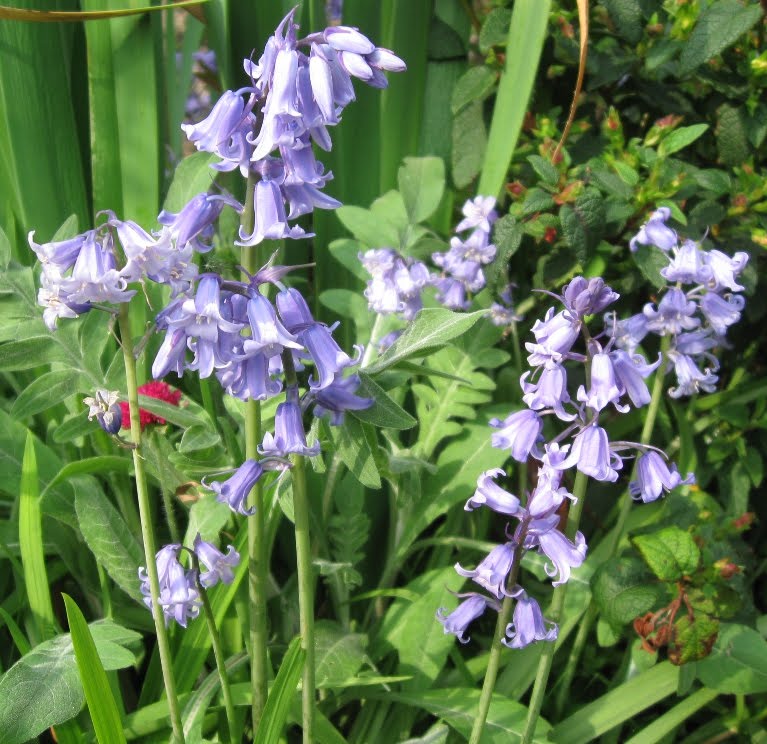 Bunch Of Bluebells