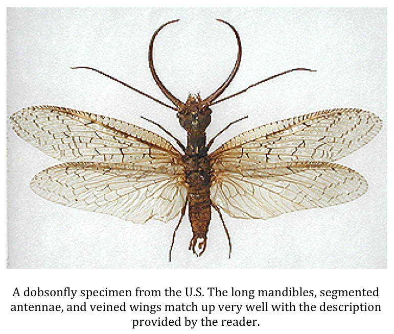 Texas Cryptid Hunter Giant Insect Spotted in Texas Hill Country