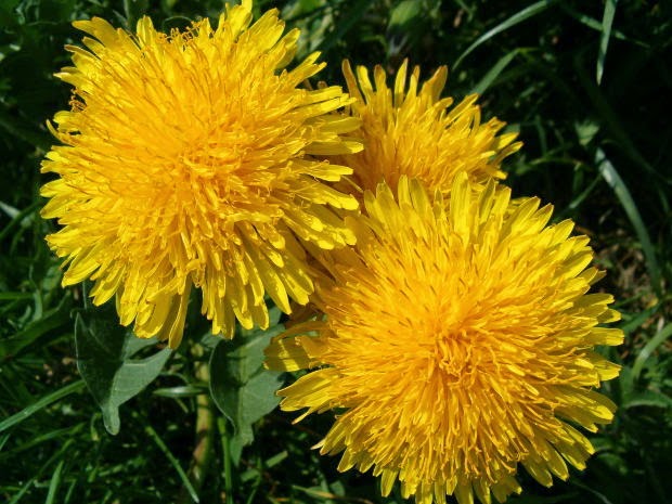 Day Hiking Trails How to avoid eating poisonous plants