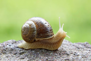 Snail Salyangoz