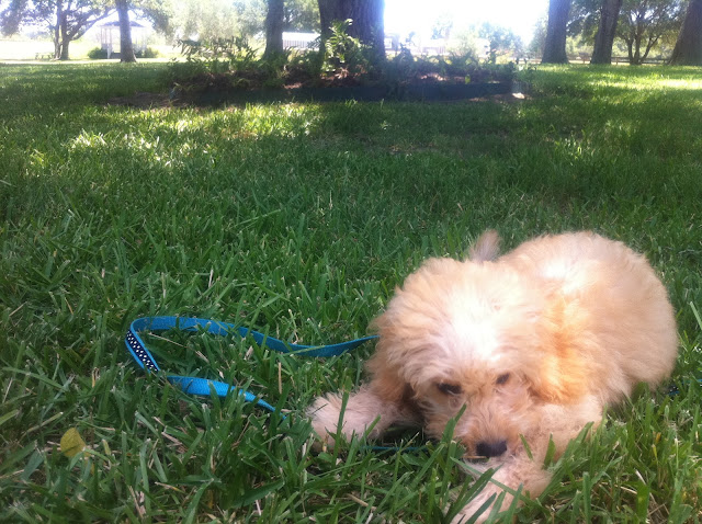Mini Goldendoodle puppy
