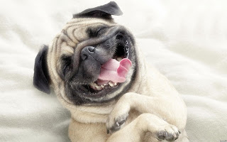 funny animals dog hd wallpapers